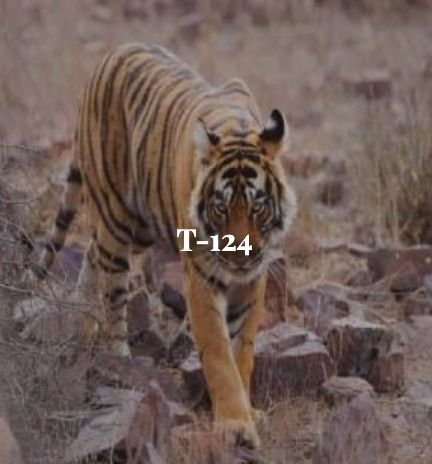 Riddhi — Ranthambore tiger safari photo