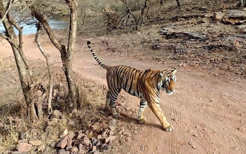 Riddhi — Ranthambore safari gallery photo