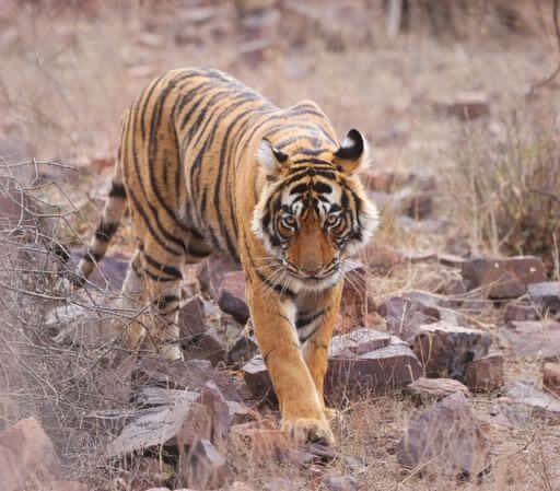 Riddhi — Ranthambore safari gallery photo