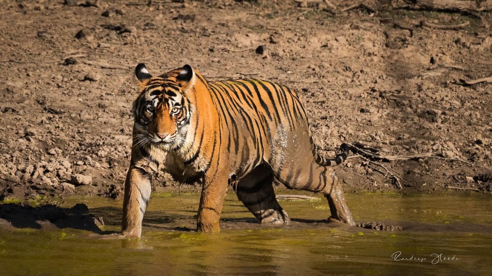Bengal tiger in golden light at a waterhole in Ranthambore National Park