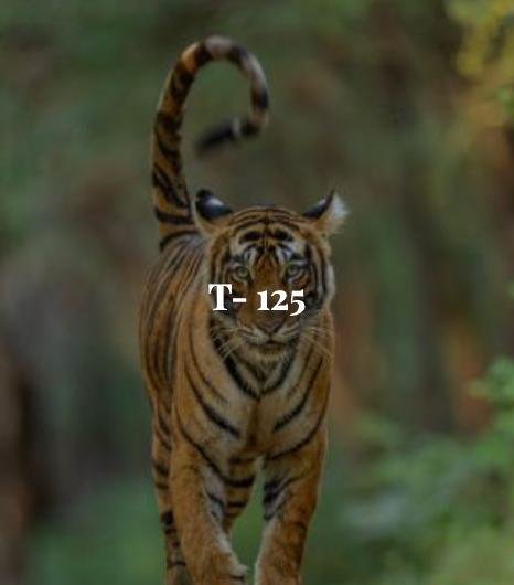 Siddhi — Ranthambore tiger safari photo