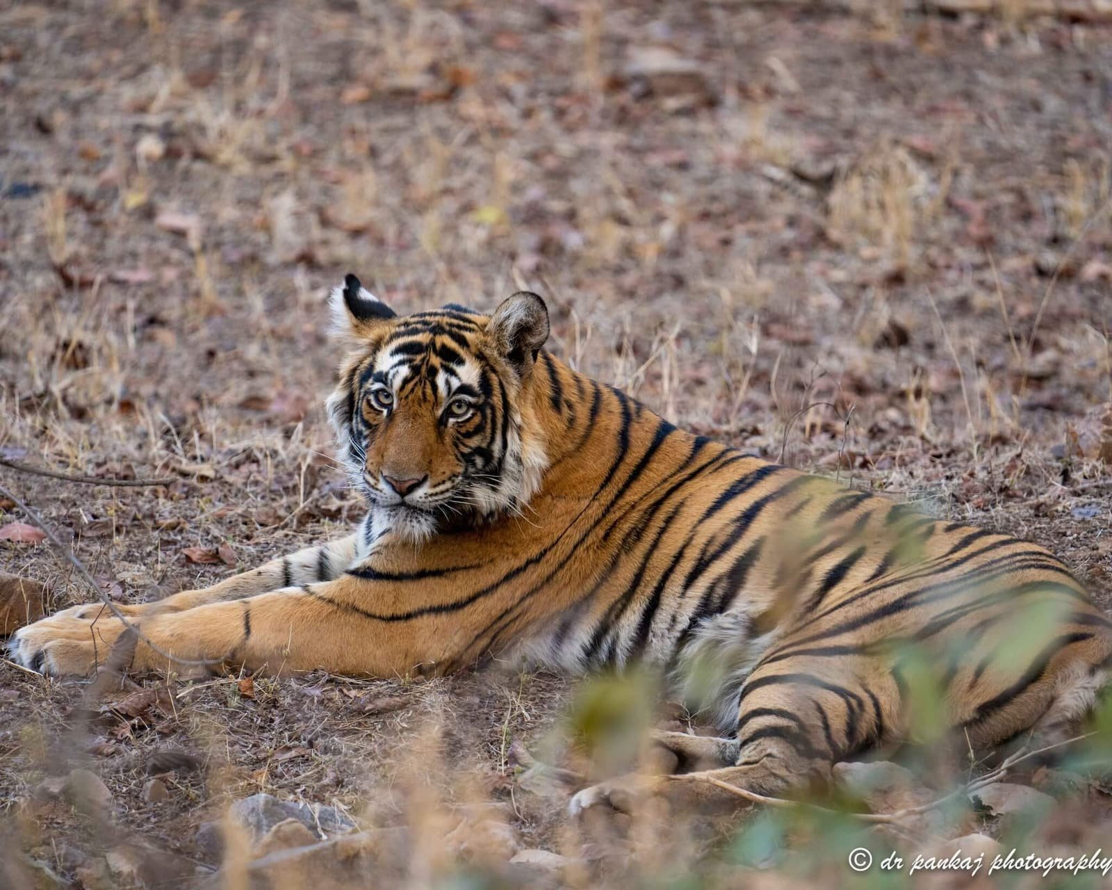 Siddhi — Ranthambore safari gallery photo