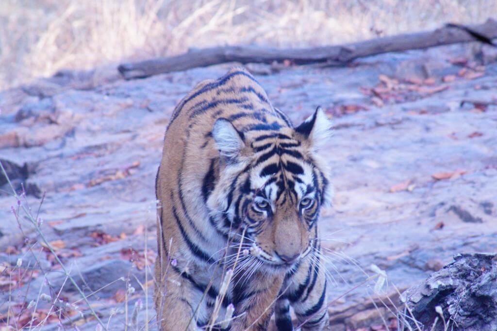 Siddhi — Ranthambore safari gallery photo