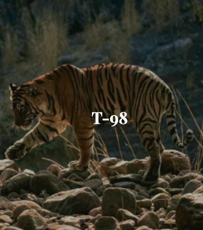 T-98 — Ranthambore tiger safari photo