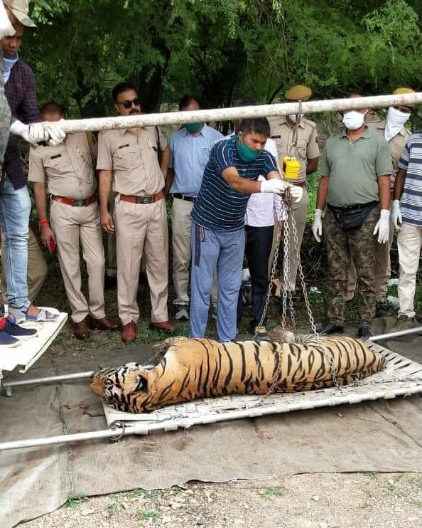 T-98 — Ranthambore safari gallery photo