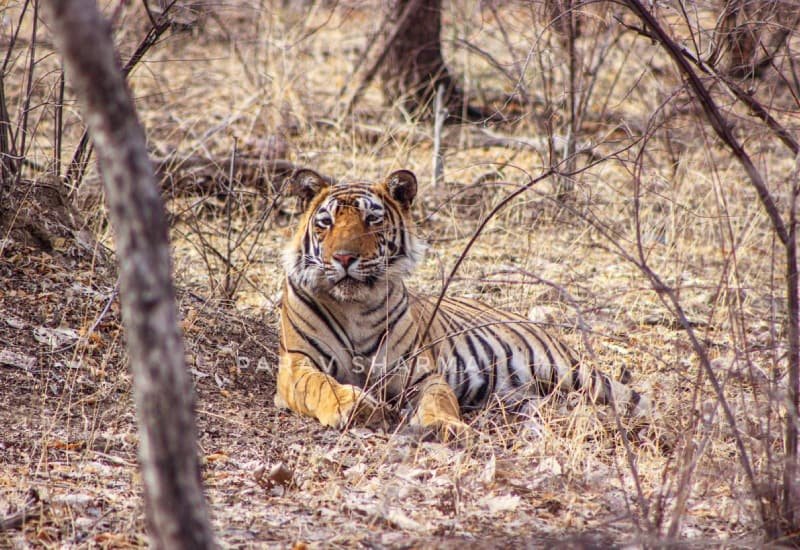 T-98 — Ranthambore safari gallery photo