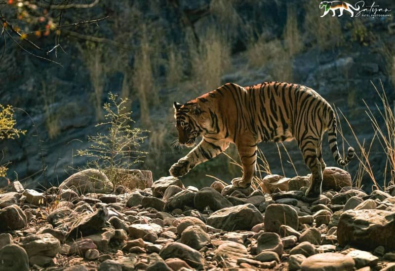 T-98 — Ranthambore safari gallery photo