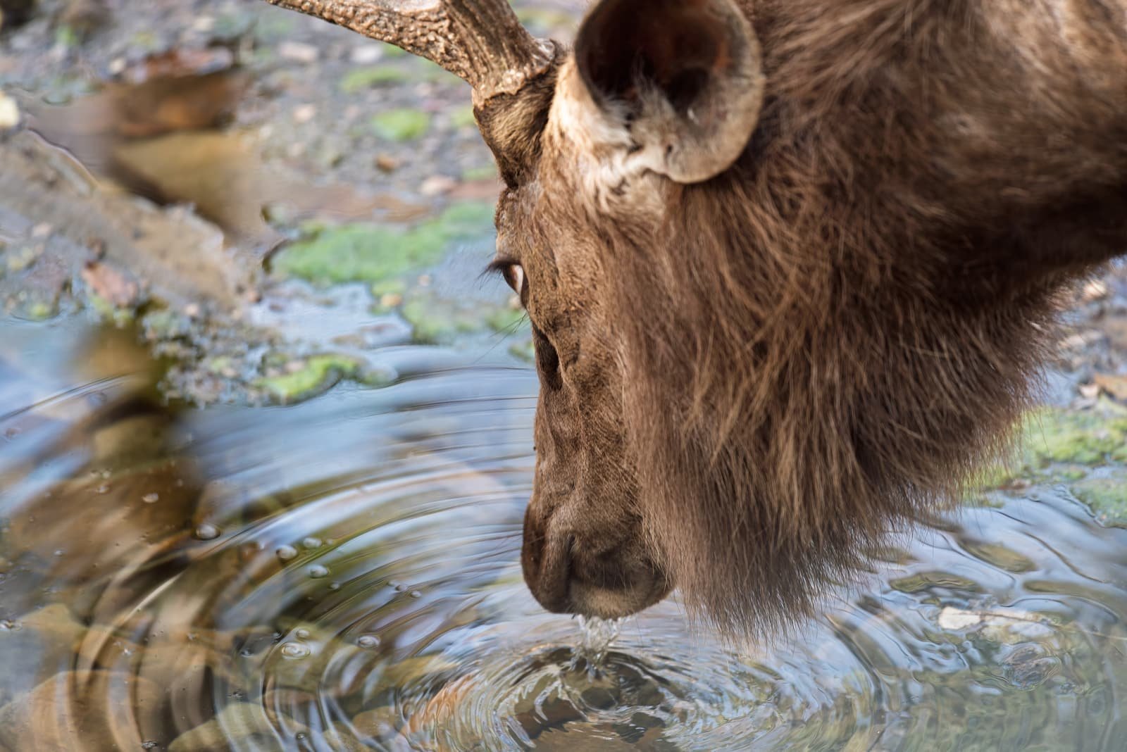 Sambar deer at a waterhole in Kachida Valley, Ranthambore National Park