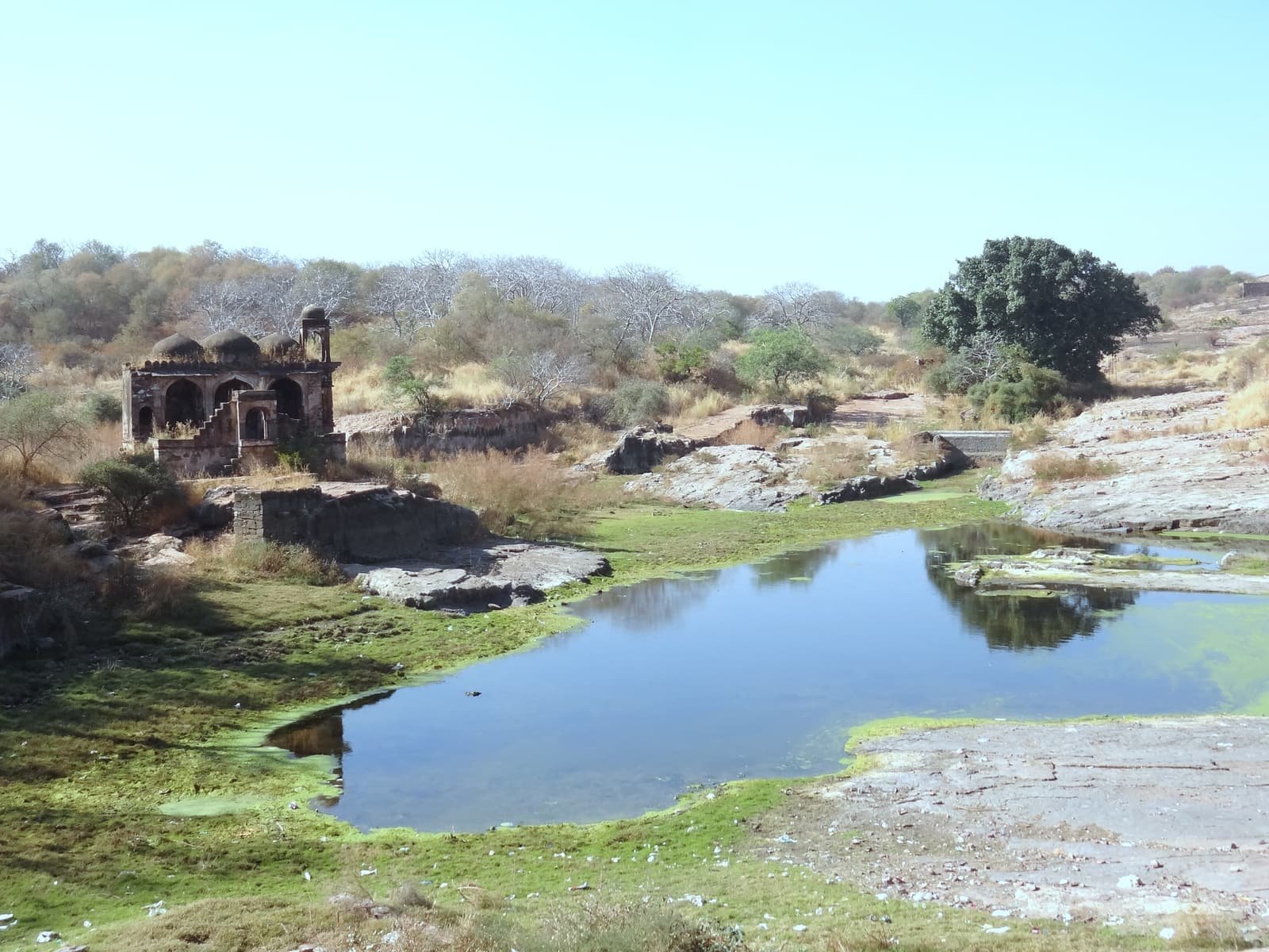 A lake within Ranthambore National Park, Rajasthan