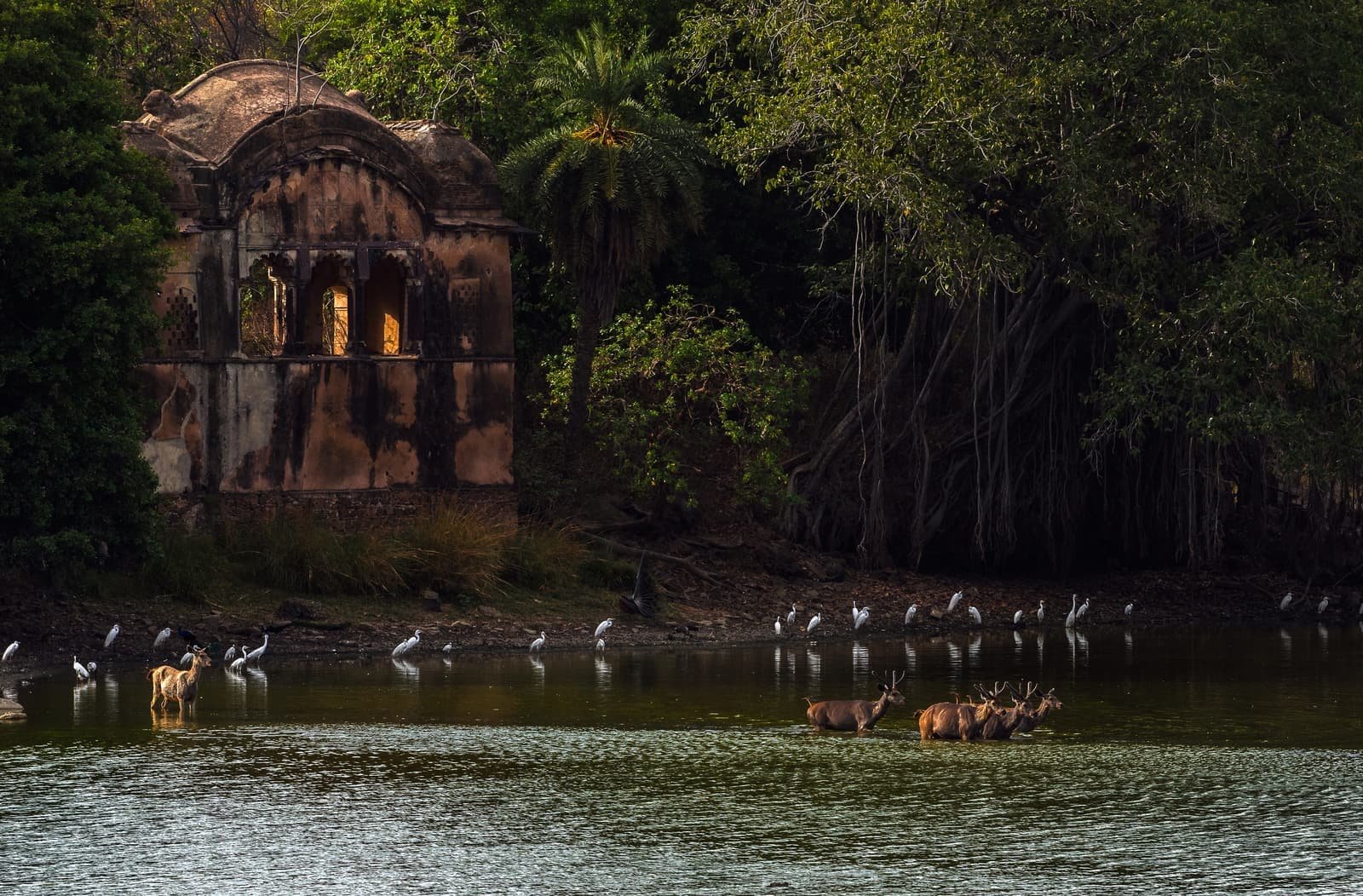 Raj Bagh Ruins, a former hunting lodge overlooking a lake in Ranthambore