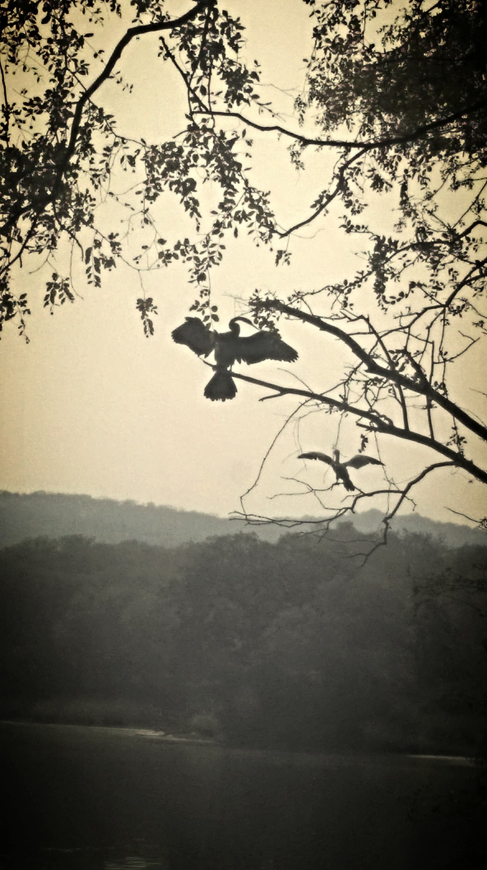 A darter bird on Raj Bagh Talao lake in Ranthambore National Park