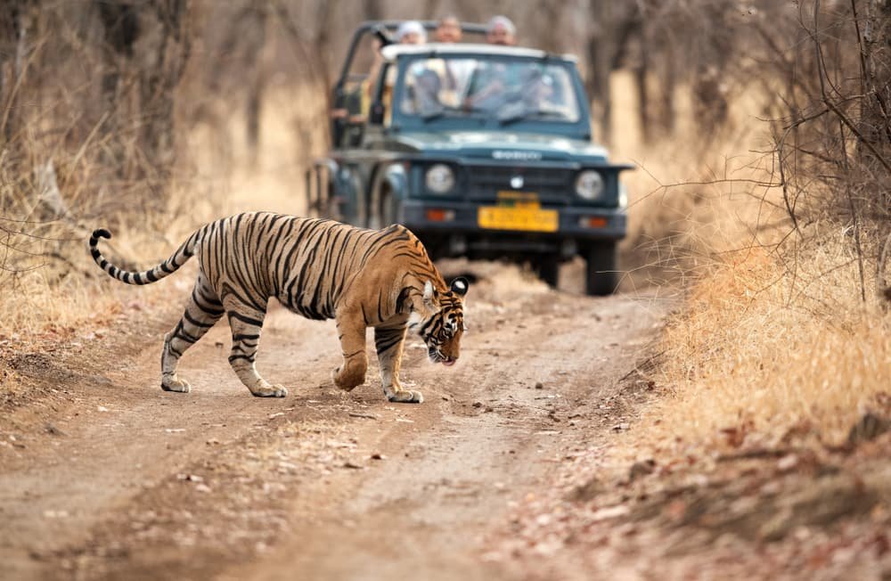 Ranthambore tiger conservation — tiger in natural habitat at Ranthambore National Park