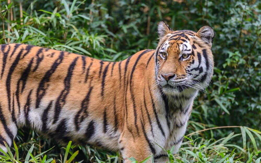 Ranthambore tiger reserve camera trap monitoring system